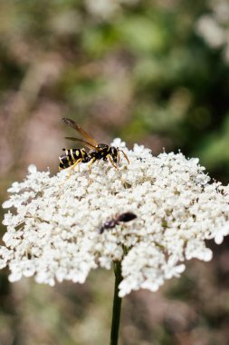 Wasp beyaz çiçek