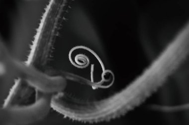 Taze genç asma sürgünlerinin yakın görünümü