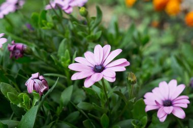 Güzel yaz kır çiçekleri