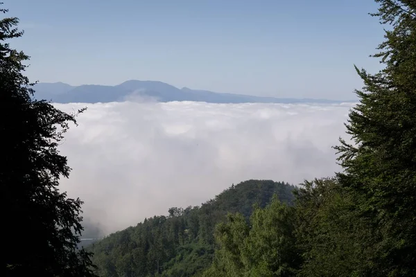 Vista Panorâmica Árvores Abeto Com Vale Nublado Fundo — Fotografia de Stock