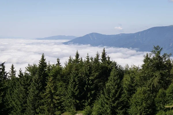 Panoramic View Spruce Trees Cloudy Valley Background — Stock Photo, Image