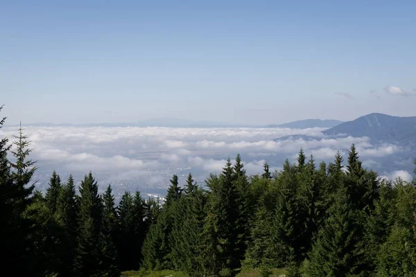 Vista Panorámica Abetos Con Valle Nublado Sobre Fondo — Foto de Stock