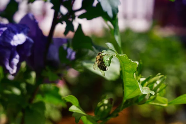 Insekt Auf Der Blume Garten — Stockfoto