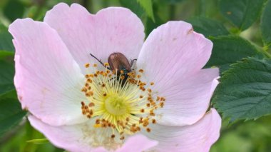 Pembe çiçekli böcek. Yaklaş.