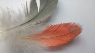 gri ve turuncu tüyler