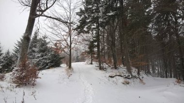 Kış mevsiminde karlı orman