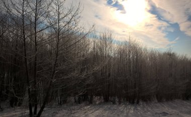 Ormanda güzel kış