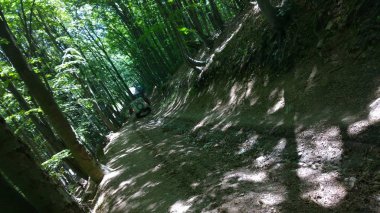 Yeşil ormanda araba sürüyor. 