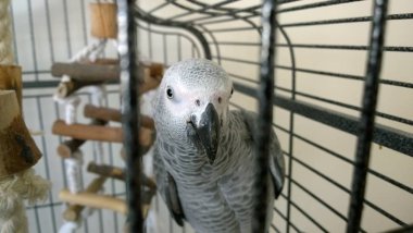 Kafeste Afrika Gri papağan.