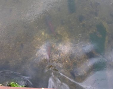 Su havuzunda yüzen balıklar