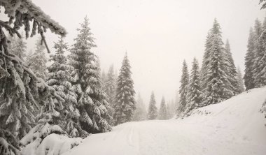 snowy orman ile kış manzarası