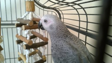 Kafeste Afrika Gri papağan.