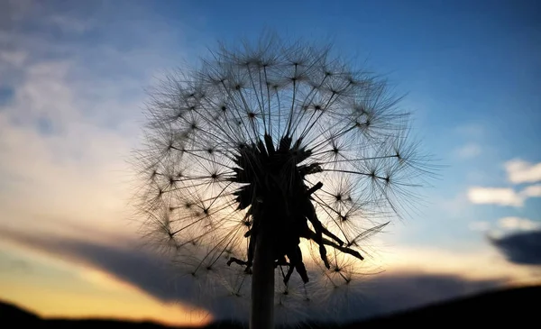 Blume Auf Der Wiese Aus Nächster Nähe Bei Sonnenuntergang — Stockfoto