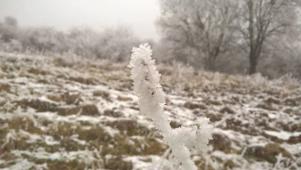 Snowy Oddziałów Zimowym Lesie — Zdjęcie stockowe