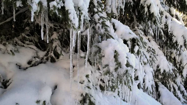 松の木に雪します — ストック写真