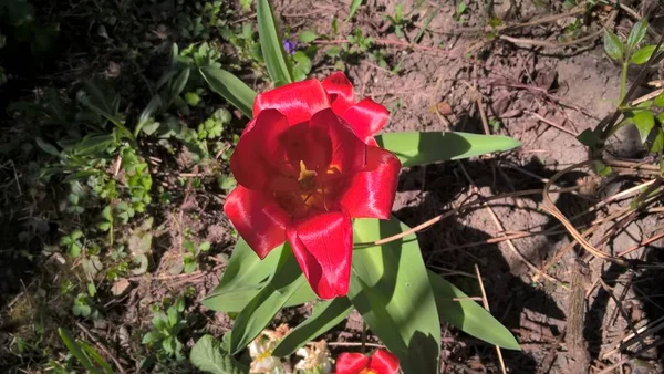 Flor Vermelha Jardim Perto — Fotografia de Stock