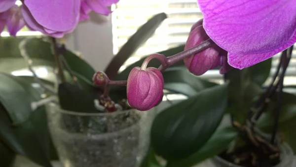 Flor Orquídea Floreciendo Países Bajos — Foto de Stock