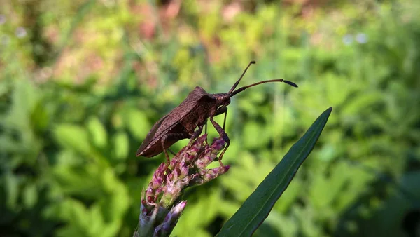 Insect Bloem Natuur Close — Stockfoto