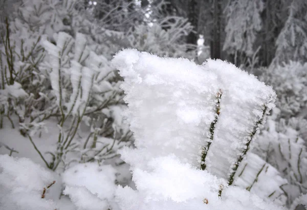 Planta Congelada Neve — Fotografia de Stock