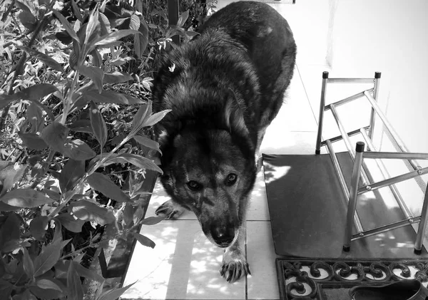 Schäferhund im Schwarz-Weiß-Ton — Stockbild Schäferhund Schwarz Weiß Ton — Stockfoto