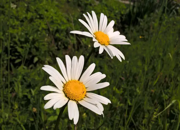 Lindas Flores Silvestres Primavera Verão — Fotografia de Stock