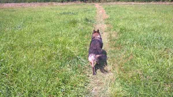 Cão Caminhando Prado Durante Dia — Fotografia de Stock