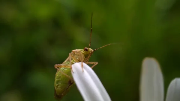 Mooie Bug Het Petal — Stockfoto