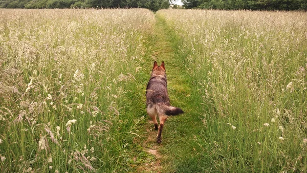 Hund Geht Auf Grüne Wiese — Stockfoto