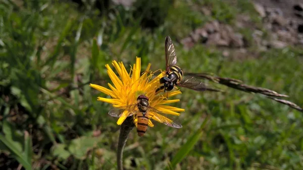 Bienen Auf Gelben Blüten Aus Nächster Nähe — Stockfoto
