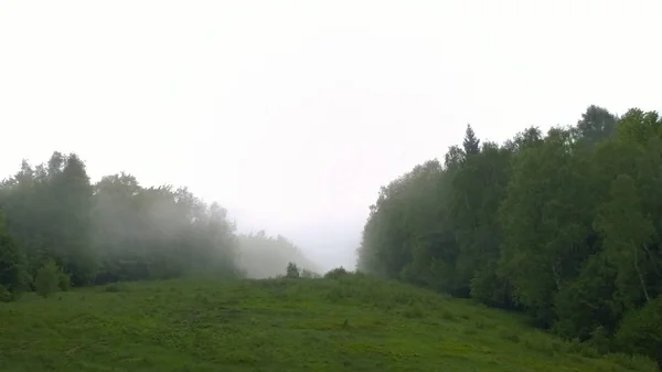 Зеленый Горный Лес Днем — стоковое фото