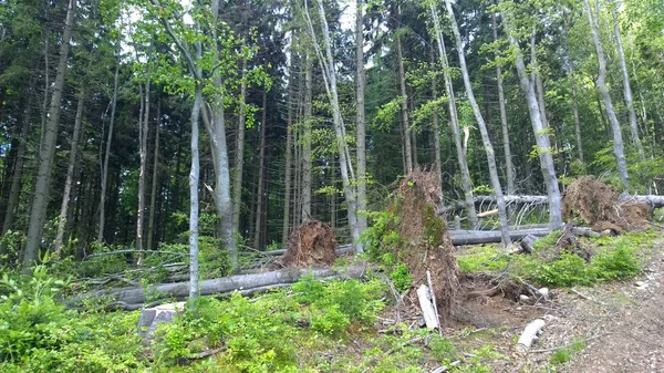 Forest Fallen Trees Disaster Slovakia — Stock Photo, Image