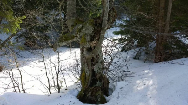 Snöig Skog Vintersäsongen — Stockfoto