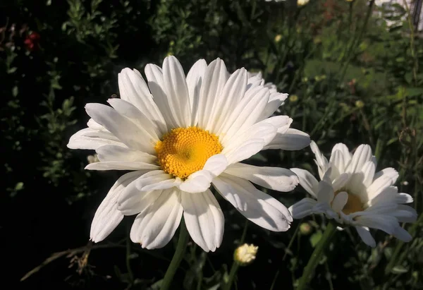 Lindas Flores Selvagens Verão — Fotografia de Stock