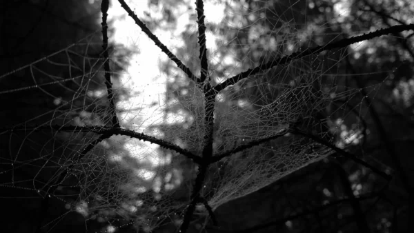 spider web in the forest