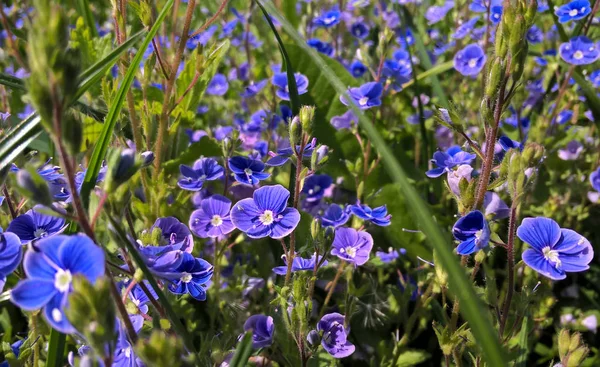 Schöne Wildblumen Frühling Oder Sommer — Stockfoto