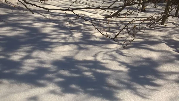 Сніговий Гірський Ліс Сонячний Зимовий День — стокове фото