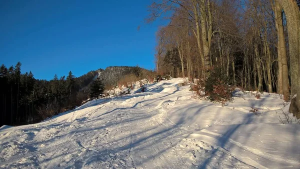 Schneebedeckter Bergwald Sonnigen Wintertagen — Stockfoto