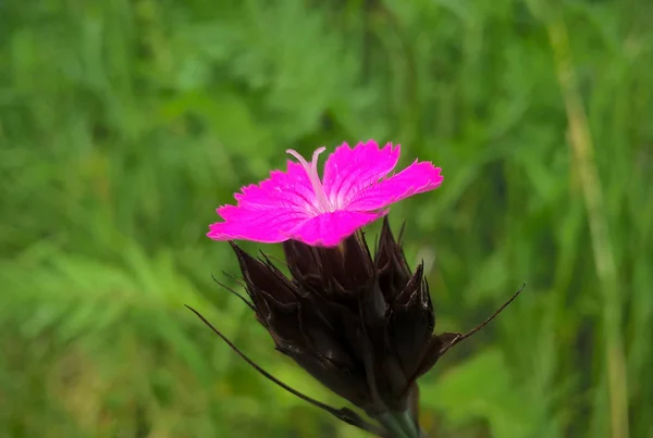 Růžový Květ Zelené Zahradě — Stock fotografie