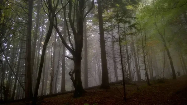 Ομίχλη Ομιχλώδες Ορεινό Δάσος — Φωτογραφία Αρχείου