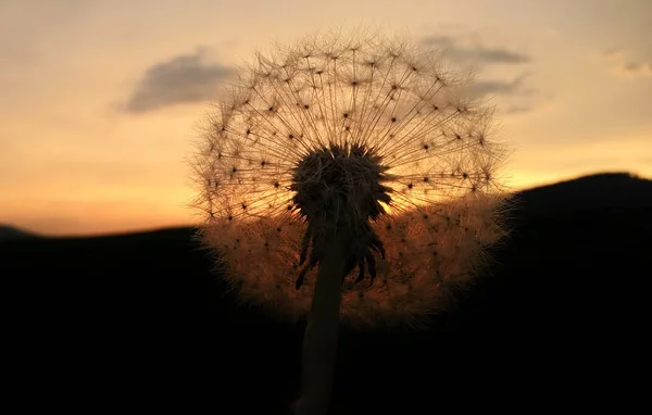 Квітка Лузі Під Час Заходу Сонця — стокове фото