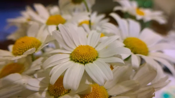 Schöne Sommerliche Wildblumen — Stockfoto