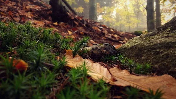 Grönt Gräs Och Fallna Löv Skogen — Stockfoto