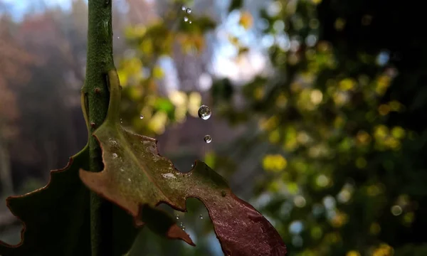 Gocce Acqua Che Cadono Sulla Foglia — Foto Stock