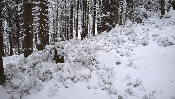Naturaleza Cubierta Nieve Durante Soleado Día Invierno Países Bajos — Foto de Stock