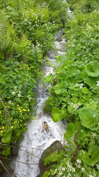 Vízfolyás Zöld Erdőben — Stock Fotó