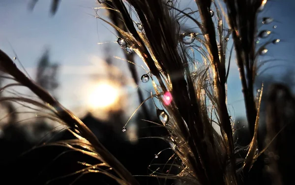 Rami Albero Con Gocce Acqua — Foto Stock