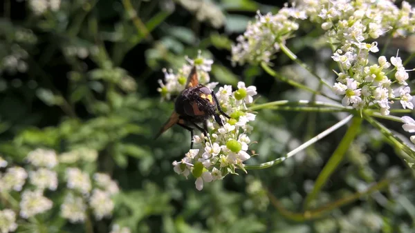 Abeja Sobre Las Flores Blancas Jardín — Foto de Stock