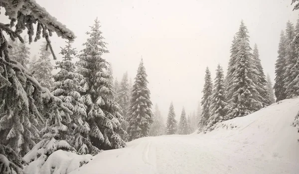 雪に覆われた森林と冬の風景 — ストック写真