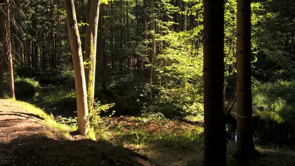 Grüner Wald Sonnigem Tag — Stockfoto