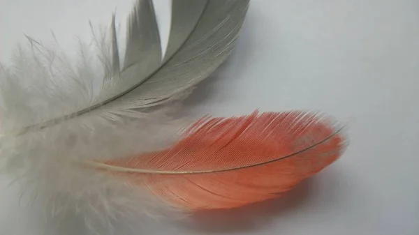 Gray Orange Feathers — Stock Photo, Image